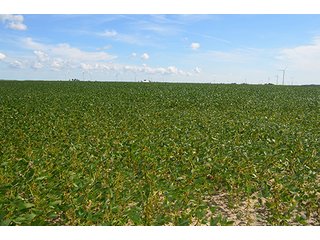 Property photo 7 - 233 +/- Acres Offered in 3 Tracts, Ohio Land Auction